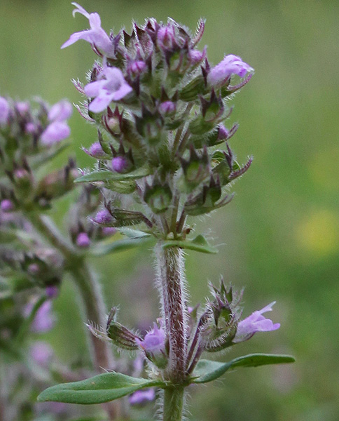 Изображение особи Thymus pastoralis.