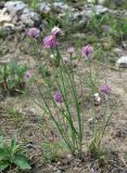 Allium schoenoprasum. Цветущие растения. Архангельская обл., Холмогорский р-н, окр. пос. Усть-Пинега, берег р. Пинега. 20.07.2013.