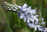 Veronica prostrata