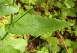 Doronicum austriacum