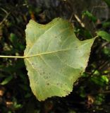 Populus nigra. Лист с поражениями (вид снизу). Краснодарский край, Сочи, Хоста, берег р. Хоста. 06.11.2015.