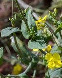 Brassica napus