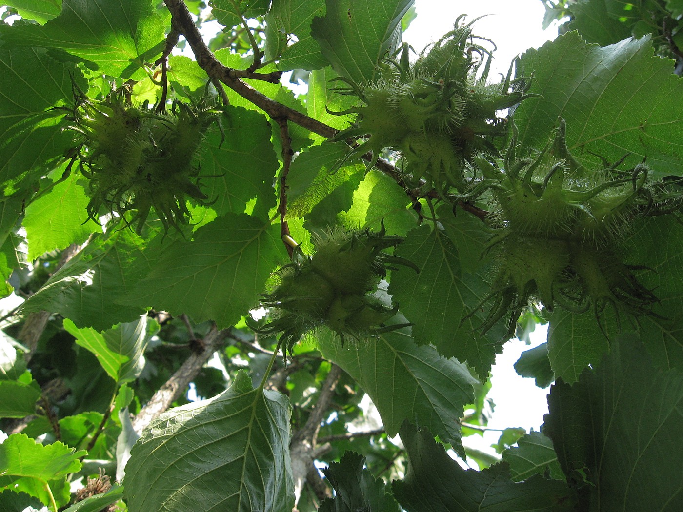 Изображение особи Corylus colurna.