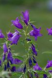 Campanula latifolia. Верхушка побега с цветками. Республика Алтай, Шебалинский р-н, с. Камлак, Горно-Алтайский ботанический сад, экспозиция. 29.06.2015.