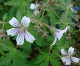 Geranium krylovii. Побеги с бутонами и цветками. Якутия (Саха), Нерюнгринский р-н, окр. перевала Тит. 09.08.2012.