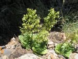 Rosularia glabra