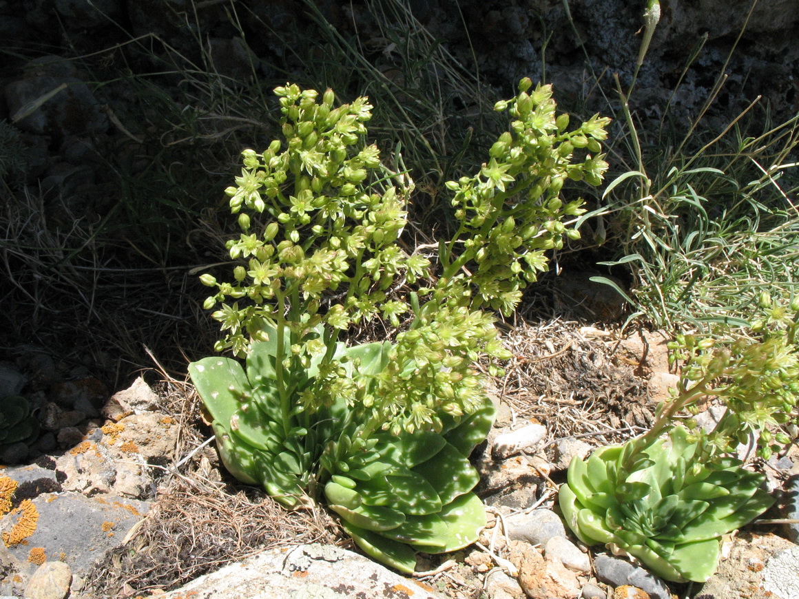 Изображение особи Rosularia glabra.