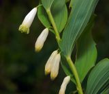 Polygonatum multiflorum