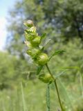 Rhinanthus minor. Верхушка побега с соплодием. Украина, Житомирская обл., г. Новоград-Волынский, окраина города, луг. 13.06.2016.