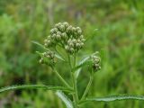 Achillea alpina. Верхушка побега с нераспустившимися соцветиями. Приморье, Находкинский городской округ, окр. пос. Авангард, на поляне. 04.07.2016.