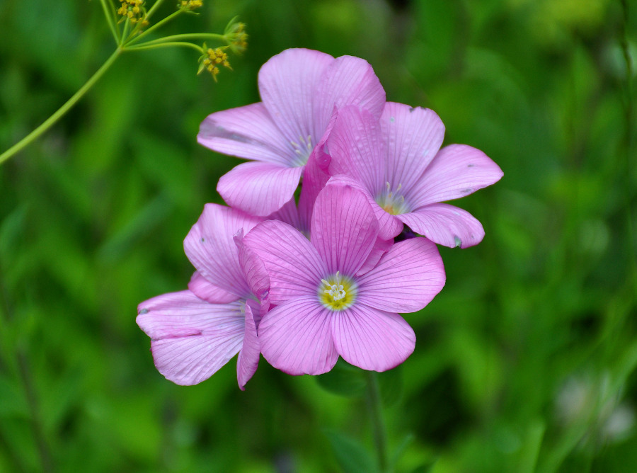 Изображение особи Linum hypericifolium.