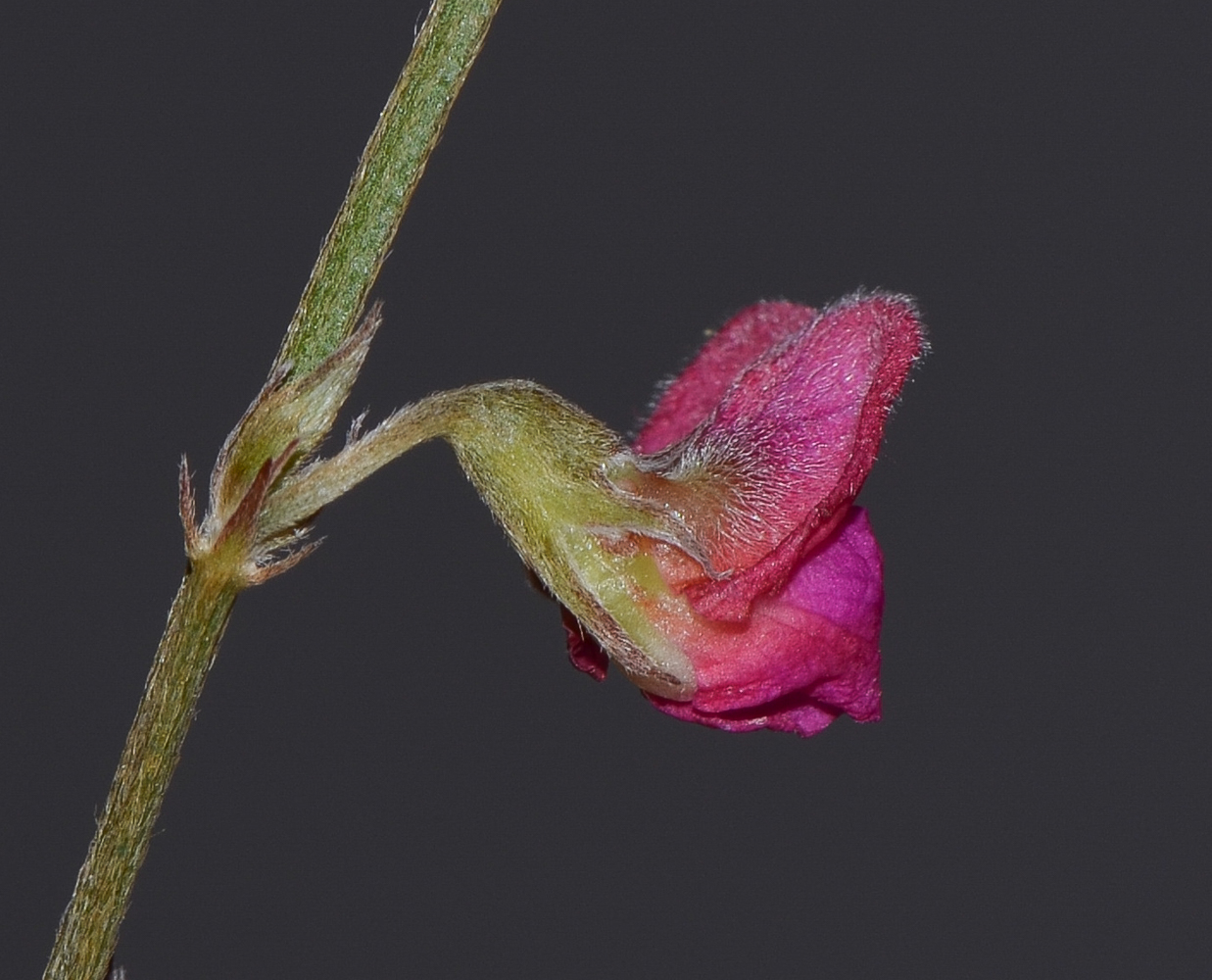 Изображение особи Tephrosia apollinea.