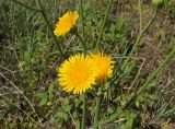 Sonchus подвид uliginosus