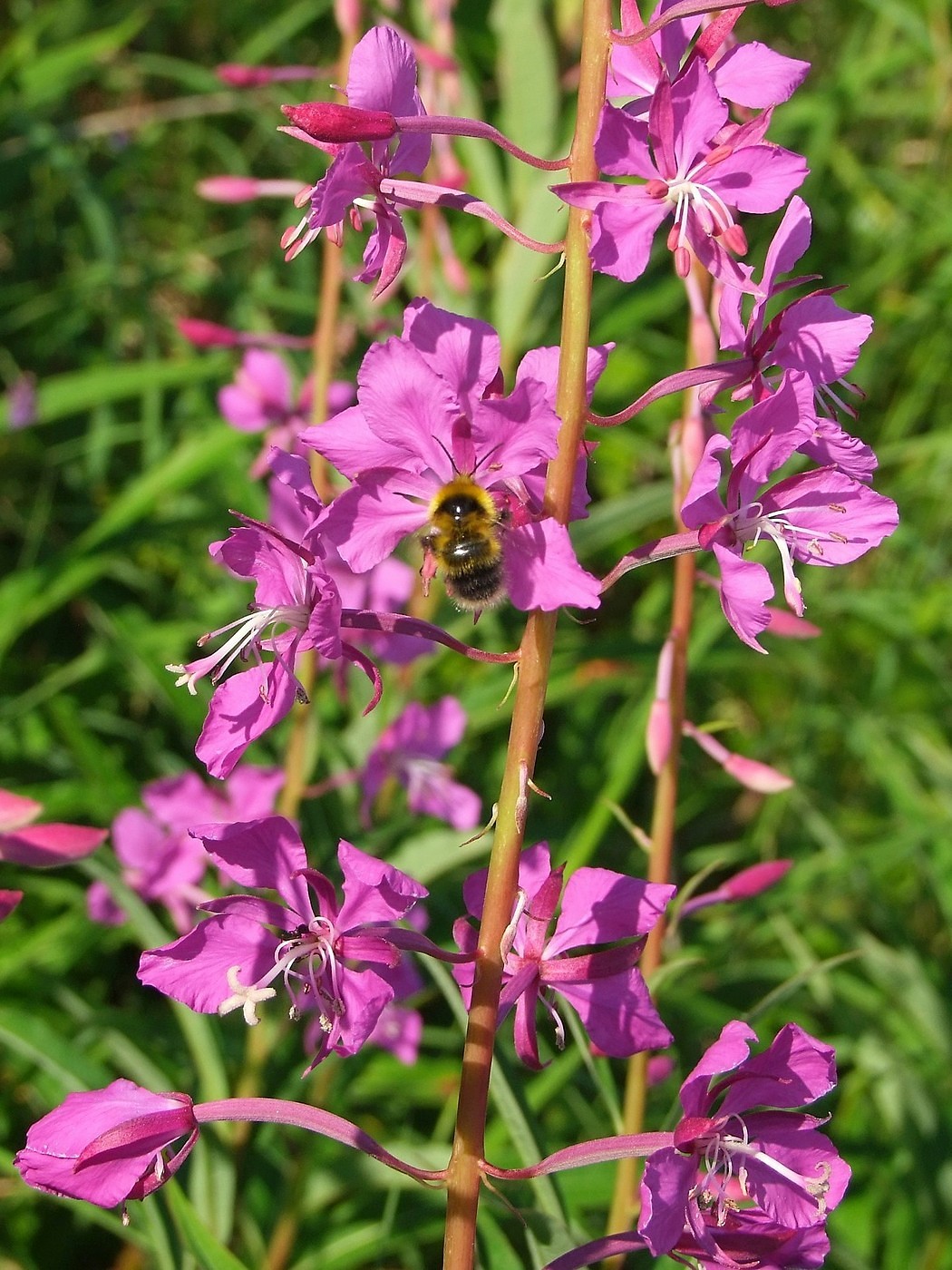 Изображение особи Chamaenerion angustifolium.