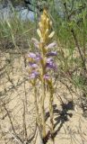 Phelipanche arenaria. Цветущее и зацветающие растения (паразитируют на Artemisia arenaria). Краснодарский край, м/о город-курорт Анапа, окр. с. Витязево, Витязевская коса, частично закреплённая дюна. 7 июня 2017 г.