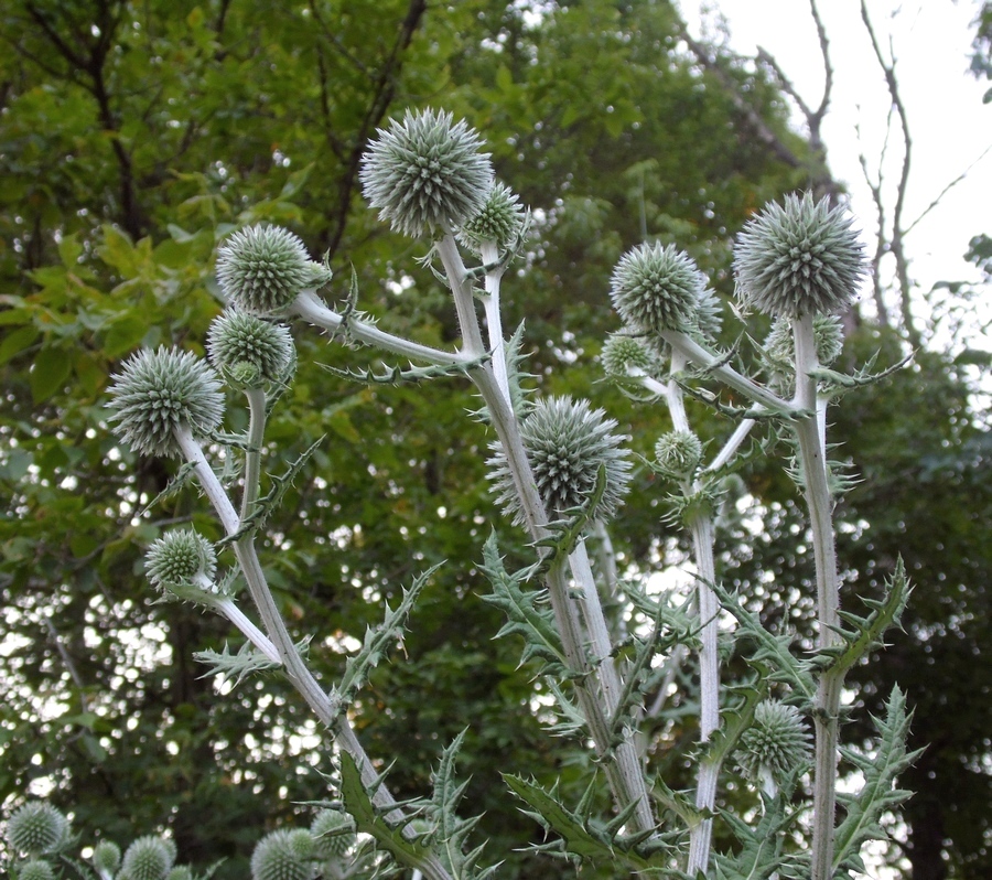 Изображение особи Echinops sphaerocephalus.