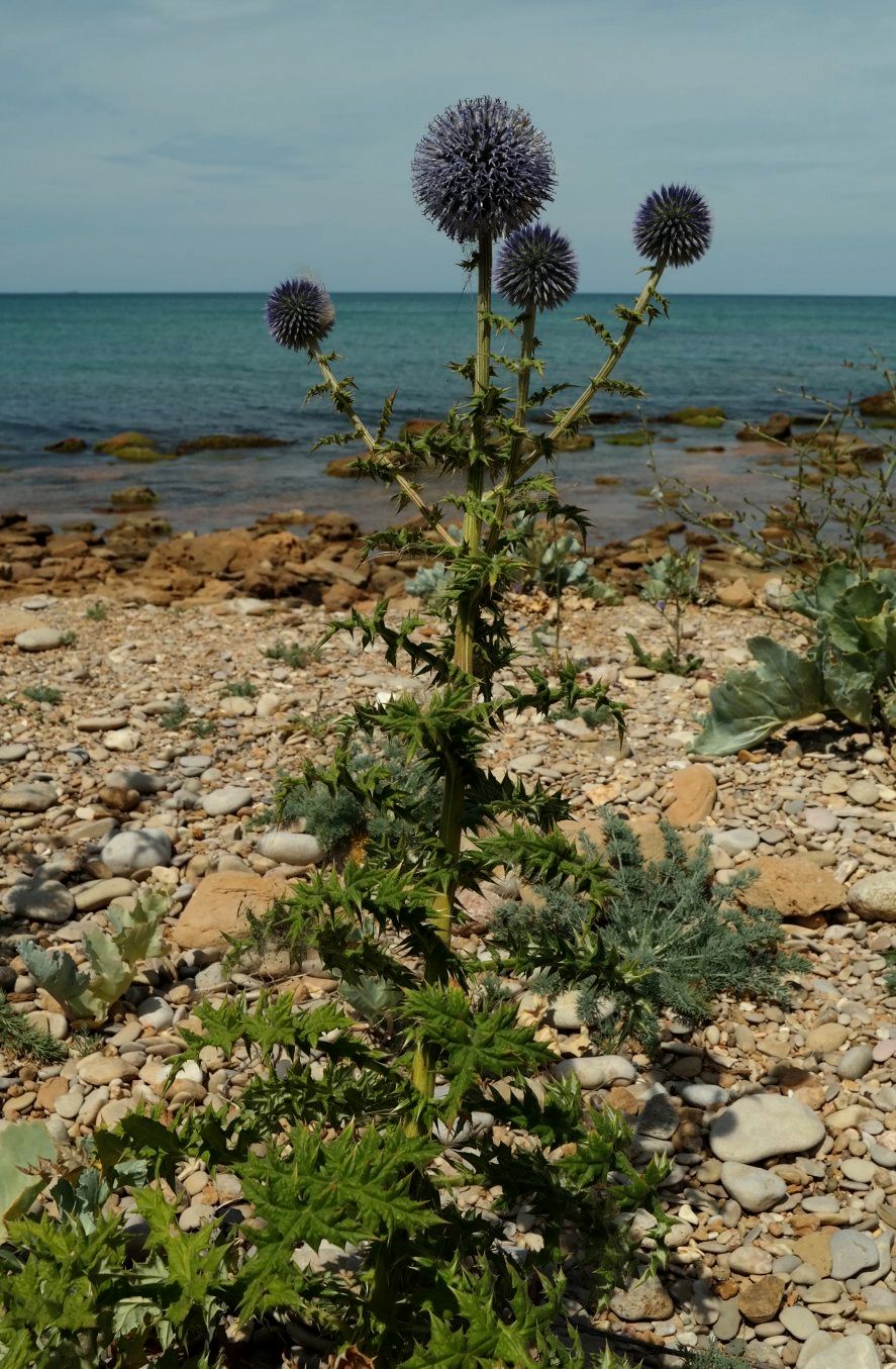 Image of Echinops armatus specimen.