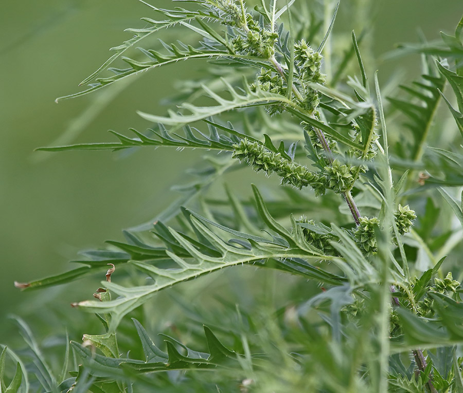 Изображение особи Urtica cannabina.