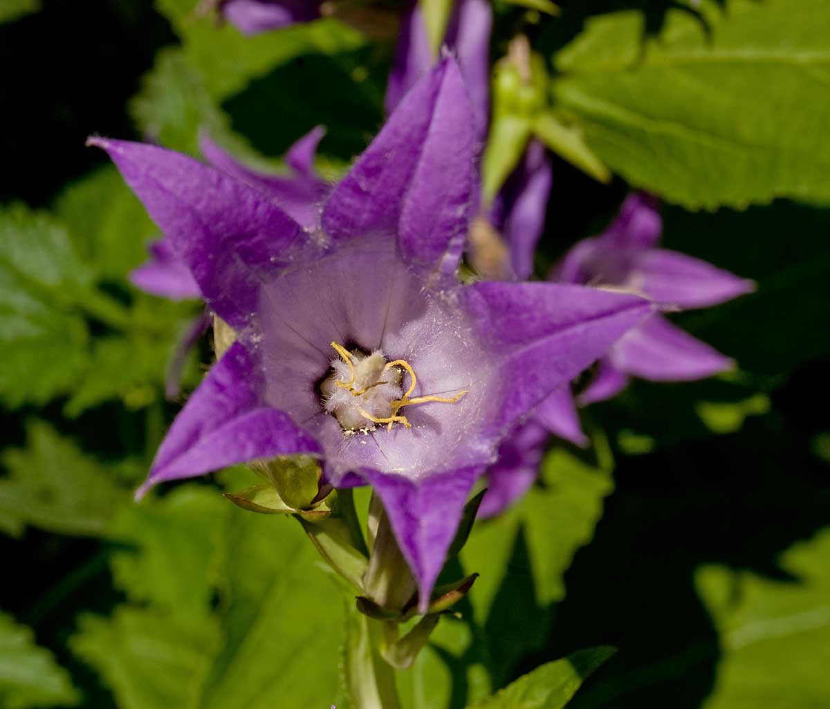 Изображение особи Campanula latifolia.