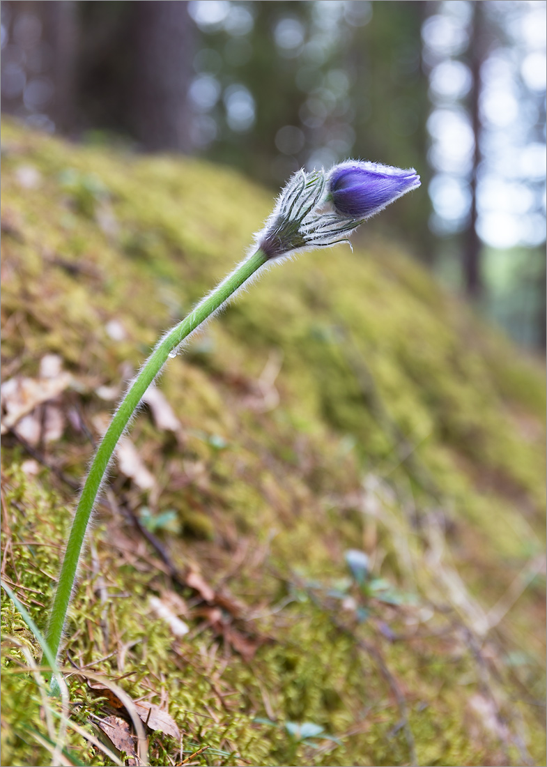 Изображение особи Pulsatilla patens.