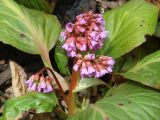 Bergenia crassifolia. Побег с соцветиями. Иркутская обл., Слюдянский р-н, долина р. Слюдянка, редкий смешанный лес. 27.05.2018.