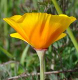 Eschscholzia californica