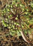 Allium sabulosum