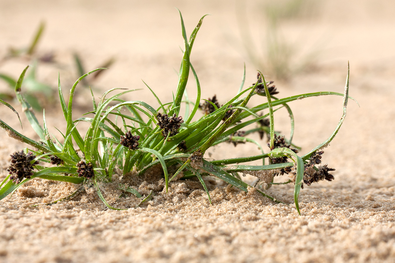 Изображение особи Cyperus fuscus.