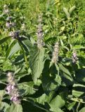 Phlomoides alpina