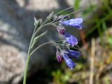 Mertensia pubescens. Верхушка побега с цветками, бутонами и завязавшимися плодами. Магаданская обл., окр. г. Магадан, п-ов Старицкого, горный руч. Холодный, среди камней. 28.07.2019.