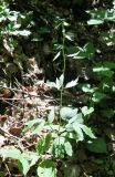 Cardamine bulbifera