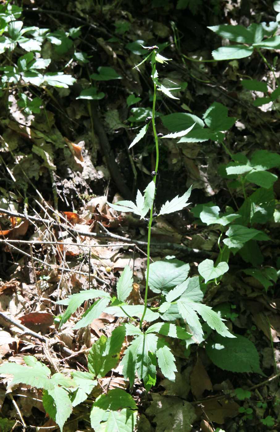 Изображение особи Cardamine bulbifera.