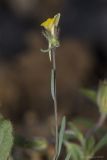 Linaria simplex