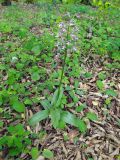 Orchis purpurea ssp. caucasica