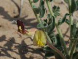 Astragalus balchaschensis