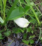 Calla palustris. Цветущее растение. Ярославская обл., Некоузский р-н, придорожная канава. 27.05.2010.