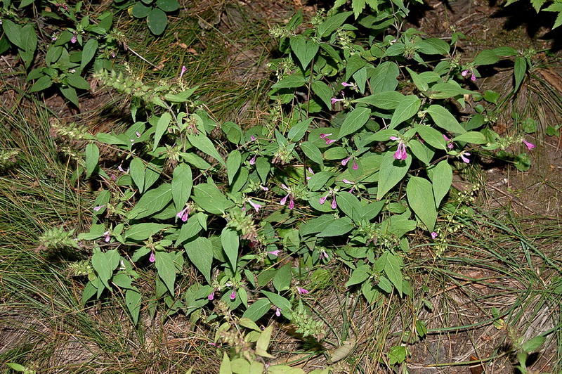 Изображение особи Melampyrum roseum.