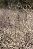 Artemisia pontica. Цветущие растения. Крым, Карадагский заповедник, Южный перевал, обочина дороги в шибляке. 4 октября 2023 г.
