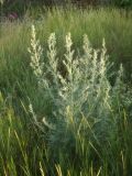 Artemisia absinthium