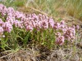 Thymus cimicinus