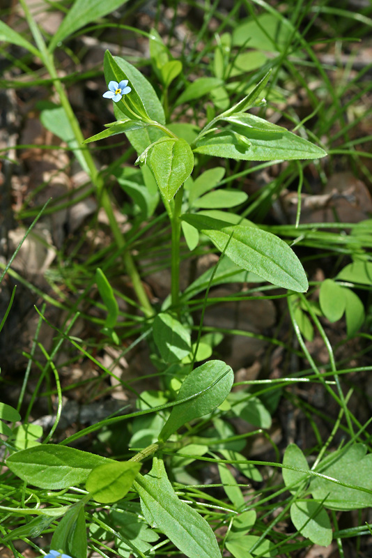 Изображение особи Omphalodes scorpioides.