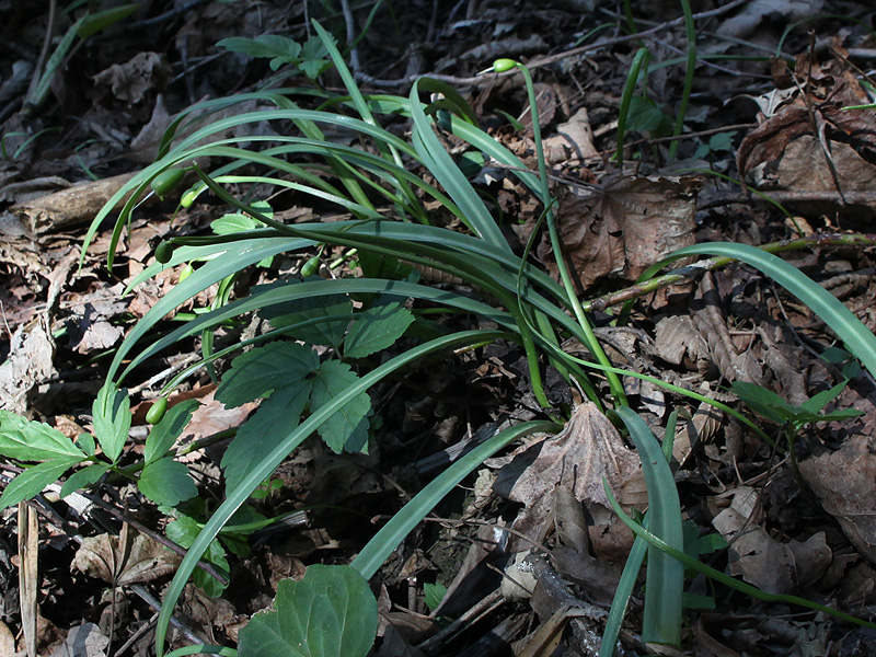Изображение особи Galanthus rizehensis.