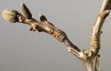 Juglans regia. Часть веточки с развивающимися почками. Германия, г. Кемпен, в городском саду. 20.04.2013.