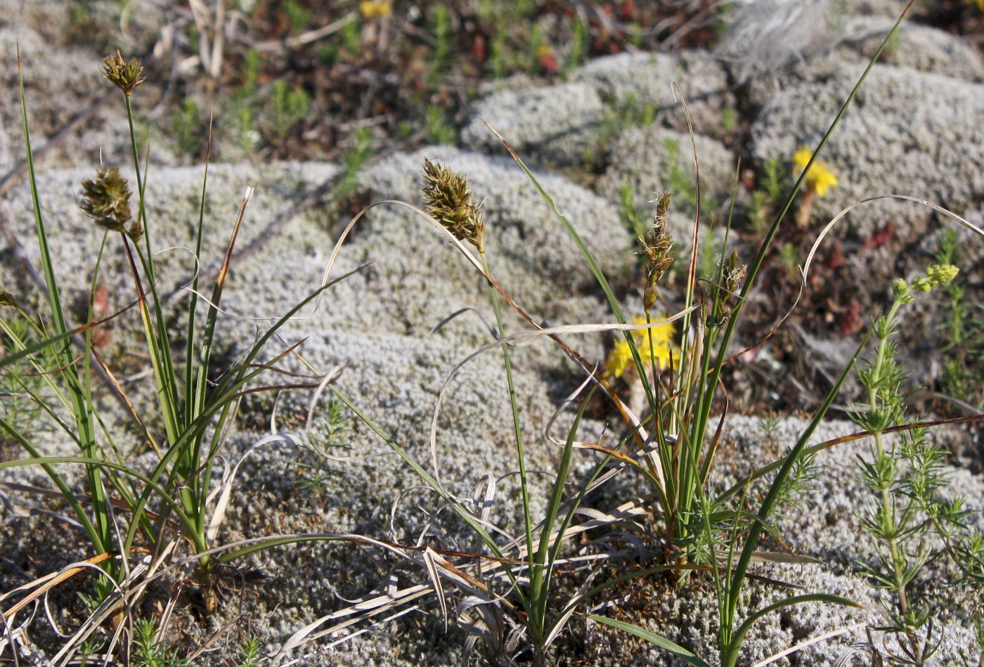 Изображение особи Carex arenaria.
