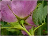 Rosa glabrifolia. Цветок (вид снизу). Чувашия, окр. г. Шумерля, обочина дороги к хлебозаводу. 7 июня 2009 г.