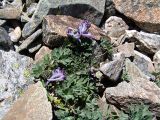 Corydalis emanuelii