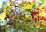 Crataegus разновидность rotundifolia