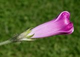 Ipomoea purpurea