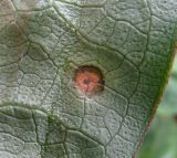 Arum italicum подвид albispathum. Часть листа с поражением (вероятно, ржавчинным грибом Puccinia sessilis J. Schröt.; вид снизу). Краснодарский край, Сочи, окр. Адлера, широколиственный лес. 16.02.2015.