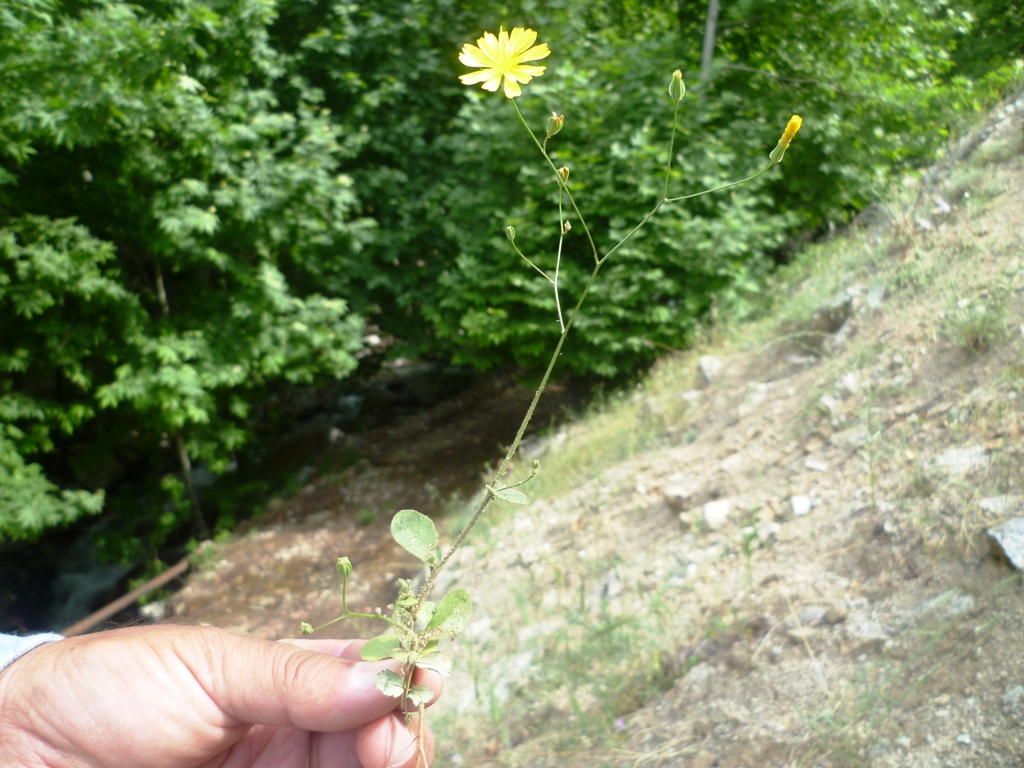 Изображение особи Crepis pulchra ssp. turkestanica.